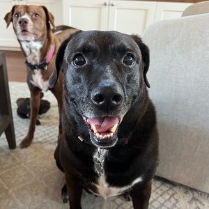 Meet your Posher, Lloyd